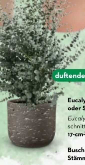 Bellaflora Eucalyptus busch Angebot