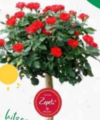 Bellaflora Rose zepeti Angebot