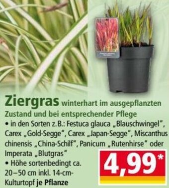 Norma Ziergras Angebot