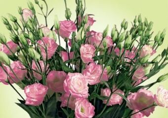 Blumen B&B Lysianthus japanische rose Angebot