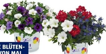 Hofer Balkonblumen-trio Angebot