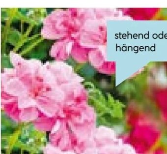 Hellweg Geranie Angebot