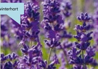 Hellweg Echter lavendel Angebot
