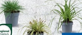 Lidl Ziergras Angebot