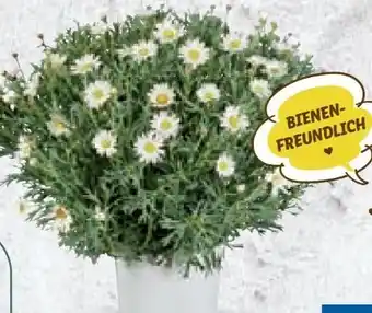 Lidl Margeritenbusch Angebot