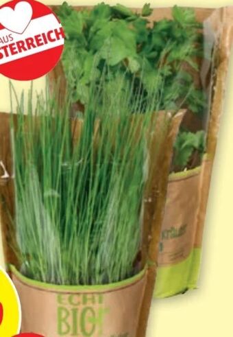 PENNY Kräuter Angebot