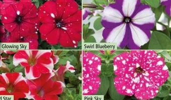 Norma Hängepetunie Angebot