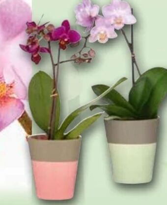 Norma Mini orchidee phalaenopsis Angebot