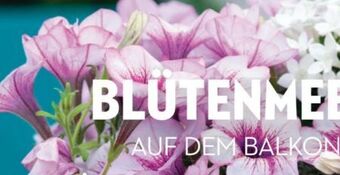 Bellaflora Bunter balkon Angebot
