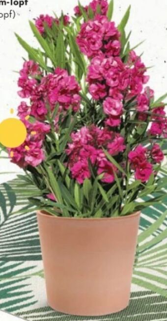 Oleander