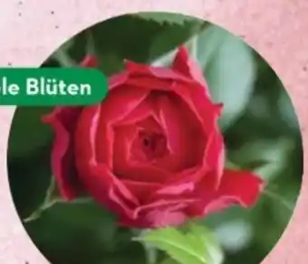 Bellaflora Rose kordana Angebot