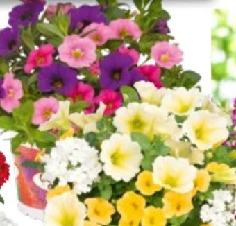 Bauhaus Confetti garden trio Angebot