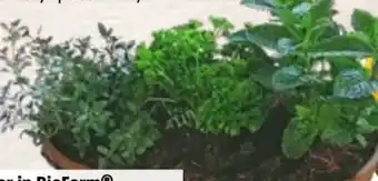 Bauhaus Kräuter in bioform Angebot