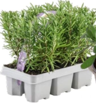 Bauhaus Rosmarin Angebot