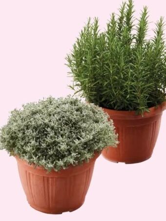 Interspar Kräuter im tontopf Angebot