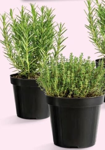 Interspar Italienische kräuter Angebot