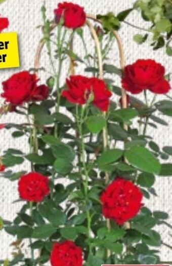 Bauhaus Rosen doppelbogen Angebot