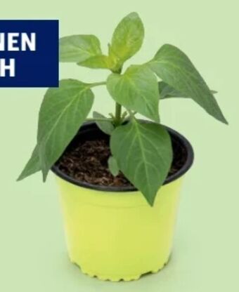 Hofer Bio paprika chilirarität Angebot