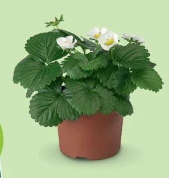 Hofer Bio-erdbeerpflanze Angebot