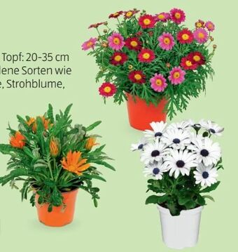 Hofer Blühpflanze Angebot