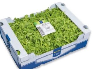 Metro Salat rucola Angebot