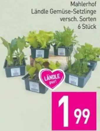 Sutterlüty Mahlerhof Ländle Gemüse-Setzlinge versch. Sorten 6 Stück Angebot