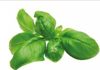 Transgourmet Basilikum Angebot