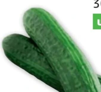 PENNY Gurken Angebot