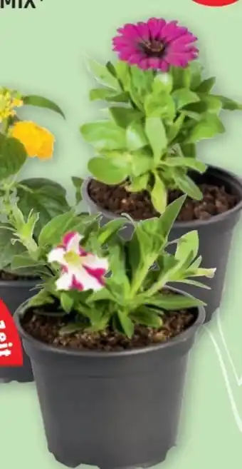 PENNY Balkonblumen mix Angebot