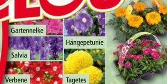 Norma Exklusive beetpflanzen Angebot