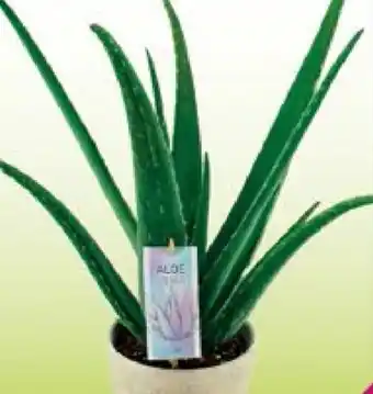 Aloe vera