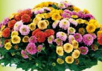 Blumen B&B Chrysanthemen santini Angebot