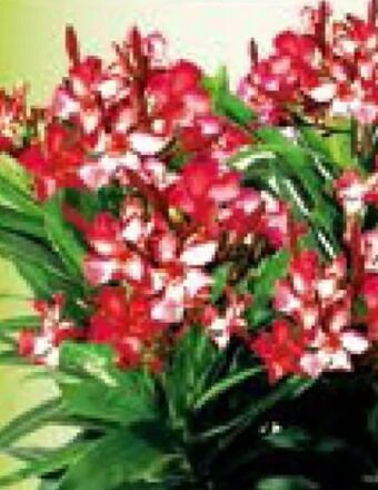 Blumen B&B Oleander Angebot