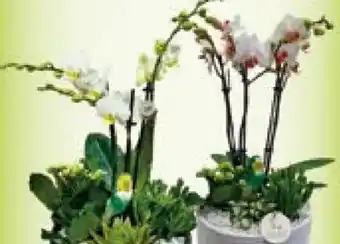 Orchidee