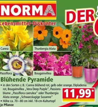 Norma Blühende Pyramide Angebot