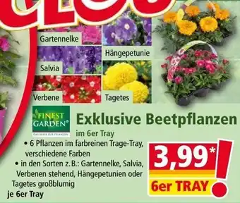 Norma FINEST  GARDEN Exklusive Beetpflanzen Angebot