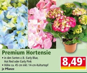 Norma Premium Hortensie Angebot