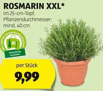 Hofer ROSMARIN XXL* im 25-cm-Topf, Pflanzendurchmesser: mind. 40 cm Angebot