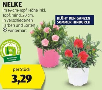 Hofer NELKE Angebot