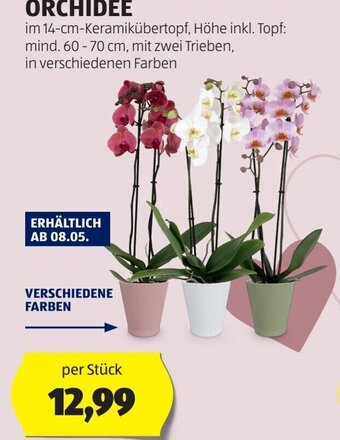 Hofer ORCHIDEE per Stück Angebot