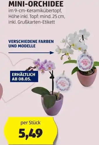 Hofer MINI-ORCHIDEE per Stück Angebot