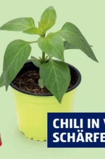 Hofer Bio paprika chilirarität Angebot