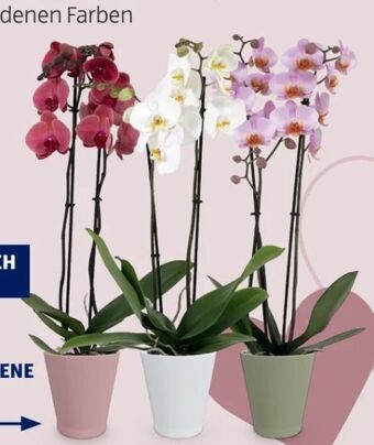 Hofer Orchidee Angebot