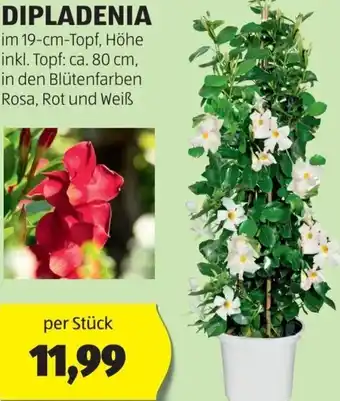 Hofer DIPLADENIA im 19-cm-Topf, Höhe inkl. Topf: ca. 80 cm, in den Blütenfarben Rosa, Rot und Weiß per Stück Angebot