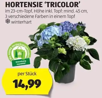 Hofer HORTENSIE 'TRICOLOR' im 23-cm-Topf, Höhe inkl. Topf: mind. 45 cm, 3 verschiedene Farben in einem Topf **winterhart per Stück Angebot