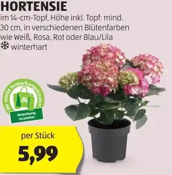Hofer HORTENSIE im 14-cm-Topf per Stück Angebot