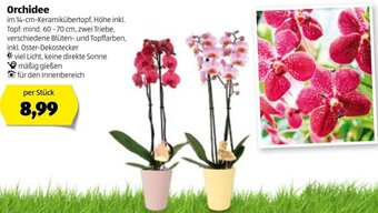 Hofer Orchidee Angebot