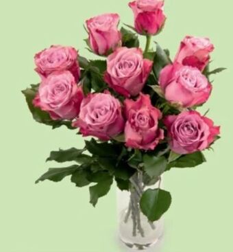 Hofer Rosen xl Angebot