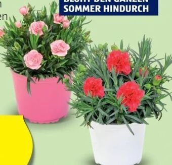 Hofer Nelken Angebot