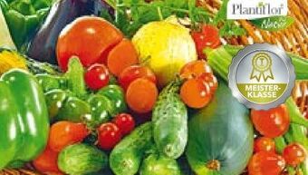 Hellweg Gemüsepflanzen meisterklasse Angebot